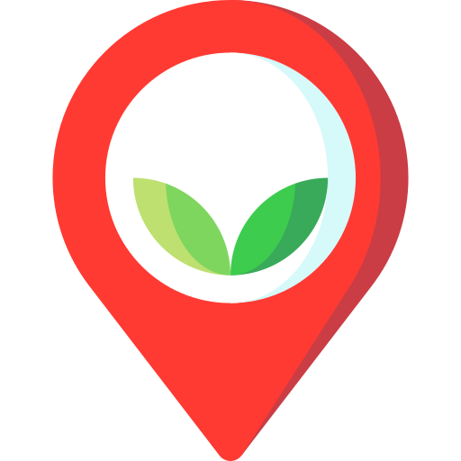 Matcha grado ceremonial premium